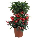 Ardisia Crenata