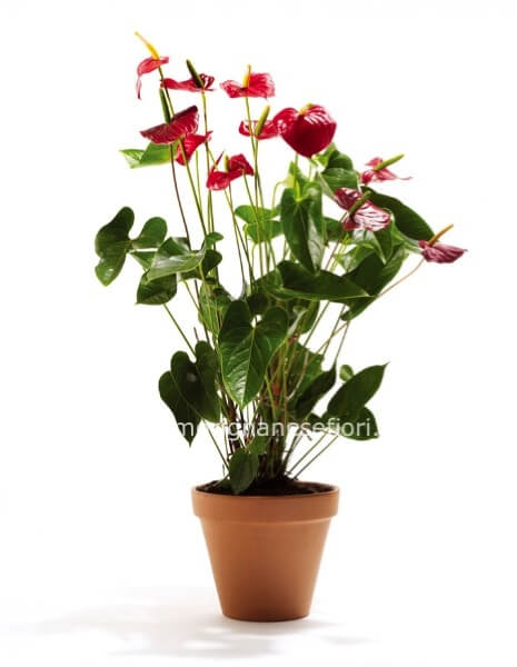 Pianta di anthurium