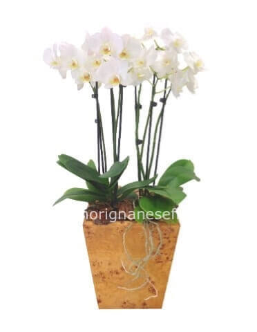 Pianta di phaleonopsis bianca con vaso in ceramica
