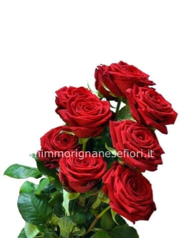 Rose rosse da comporre in mazzo per numero di steli