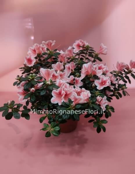 Pianta di azalea