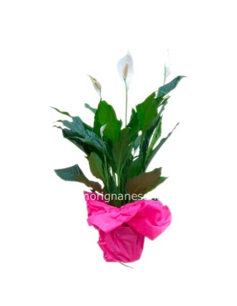 Pianta di Spathifillum fiorita