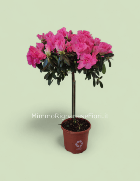 Azalea alberello (Il colore è puramente indicativo)